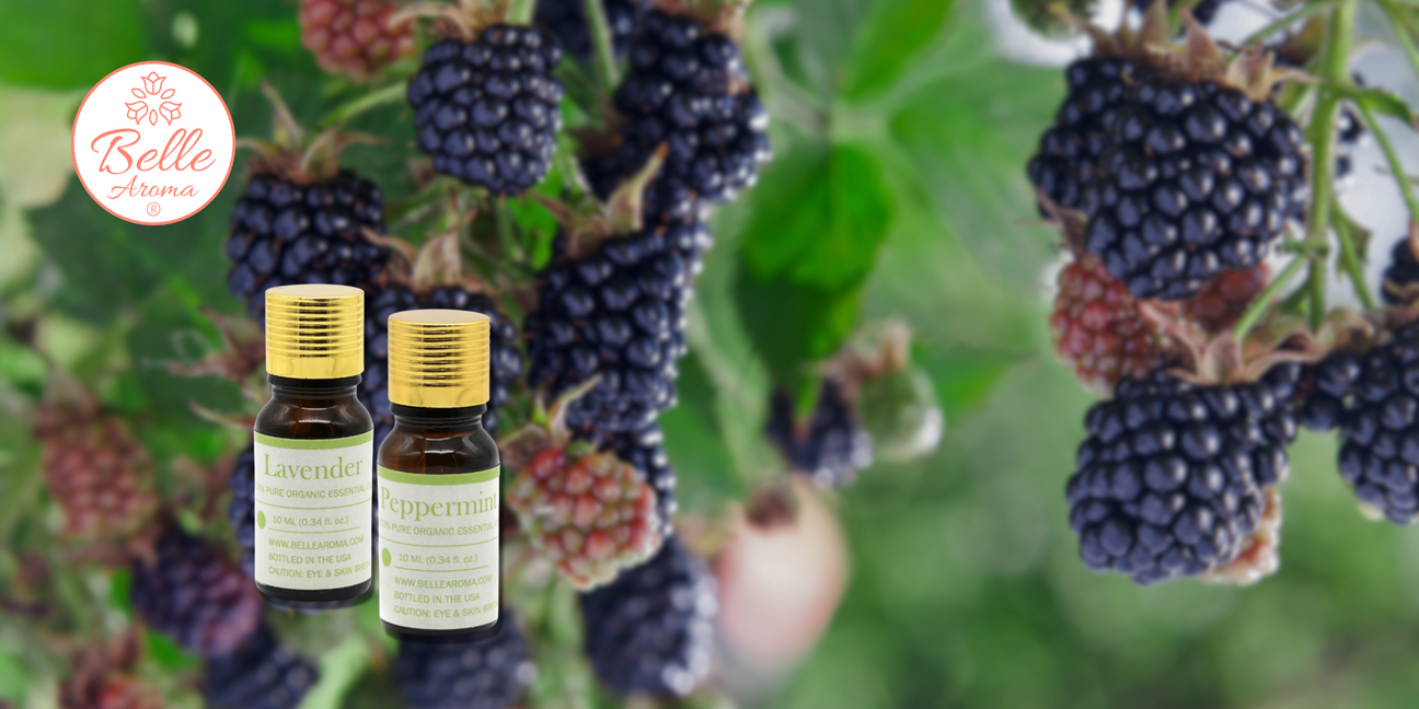 The Scent of a Memory… Avoiding the Bites with Belle Aroma® Peppermint Essential Oil