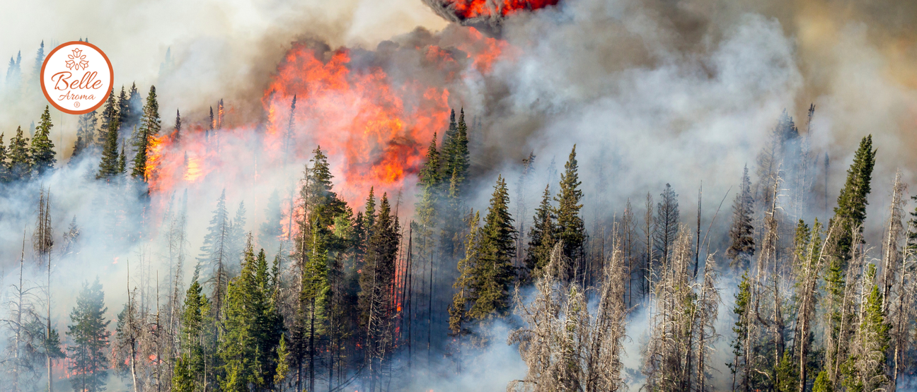 Wildfire burning through a Pacific Northwest evergreen forest with towering flames and drifting smoke, symbolizing the natural inspiration behind classic woodland home fragrances.