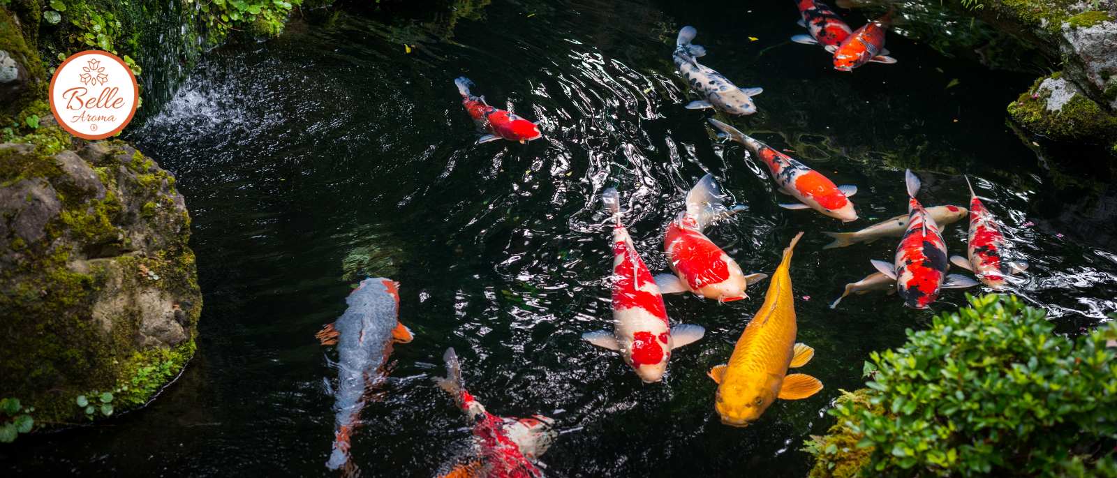 Colorful koi fish swim through a tranquil pond at Mizumoto Japanese Stroll Garden in Springfield, Missouri. Surrounded by moss-covered rocks, lush greenery, and gently rippling water, the scene reflects the peaceful atmosphere of the garden.