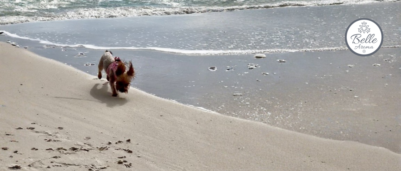 Yorkshire Terrier walking along the shoreline in Gulf Shores, Alabama, with gentle waves and white sand in the background. Belle Aroma logo appears in the corner, representing the Scents of Adventure travel blog series.