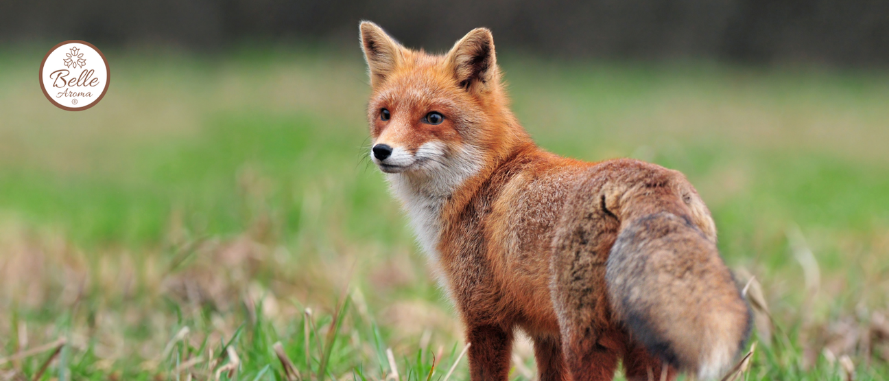 Red fox standing in a grassy field, looking back over its shoulder. The Belle Aroma® logo appears in the upper left corner. Soft-focus greenery and trees create a natural outdoor backdrop, reflecting the fox-themed discoveries featured in this story